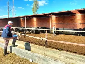 Afyon'da Manda Kaydı Tamamlandı: 10 Milyon TL Destek