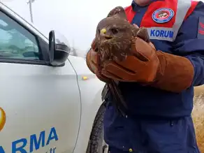 Nesli Tükenmekte Olan Kızıl Şahin Kurtarıldı